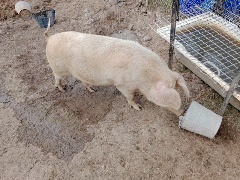 Big Sows for Sale