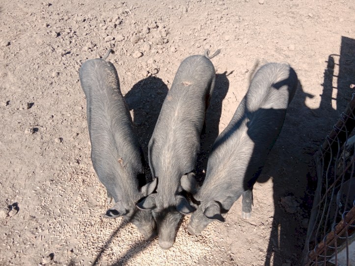 3 BerkshirexTamworth Sows for Sale