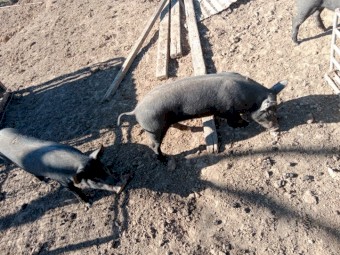 3 BerkshirexTamworth Sows for Sale