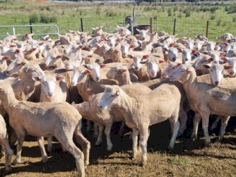 180 1st X Border Merino Ewe Lambs