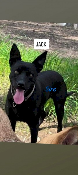 Excellent working dog pup