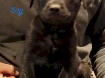 Excellent working dog pup