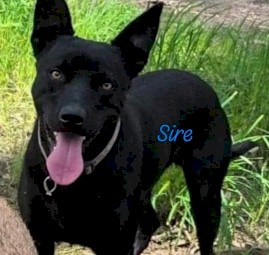 Excellent working dog pup