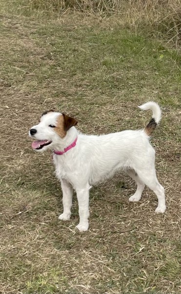 WANTED Parson Type Bitch Pup