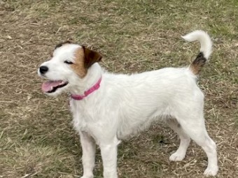 WANTED Parson Type Bitch Pup