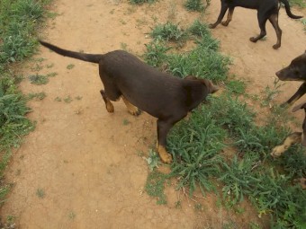 Excellent breed. Working-class kelpie pups