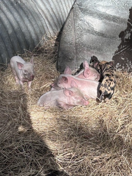 Piglets for Sale 