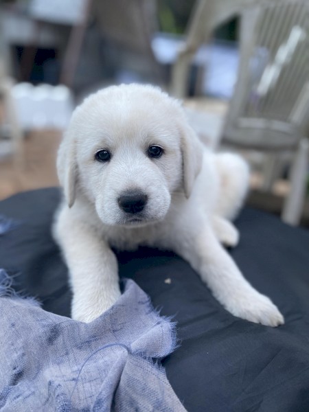 Guardian Livestock Dog