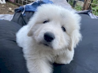 Guardian Livestock Dog