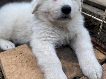 Guardian Livestock Dog