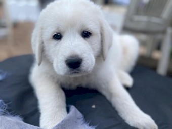 Guardian Livestock Dog