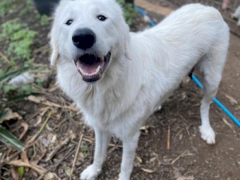 Guardian Livestock Dog