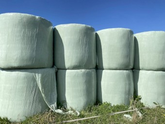 Cow peas  silage