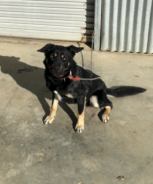 Well started sheep dog