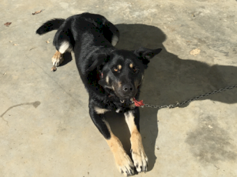 Well started sheep dog