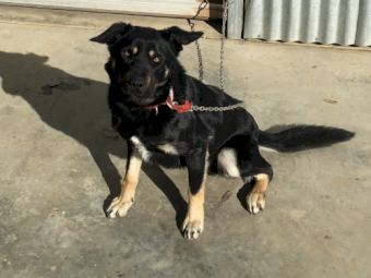 Well started sheep dog