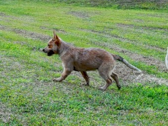 Pure Bred Cattle Dog Pups