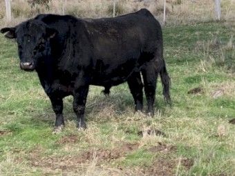 Angus Bull