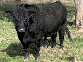 Angus Bull