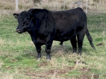 Angus Bull
