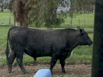 Angus Bull