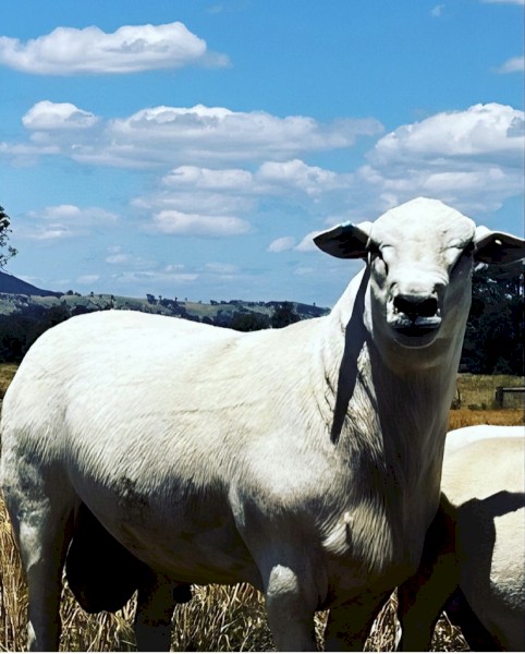 Australian White Flock Ram