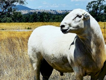 Australian White Flock Ram
