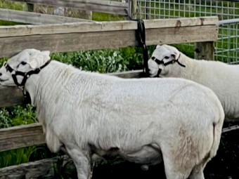 Australian White Flock Ram