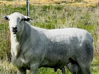 Australian White Flock Ram