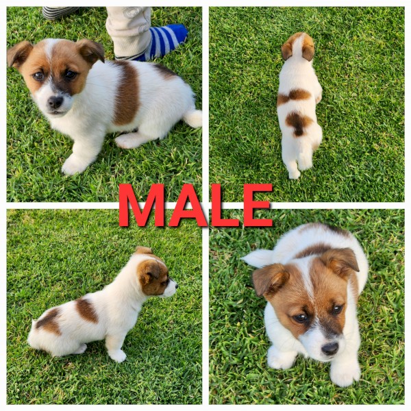 2x Jack Russell Terrier pups