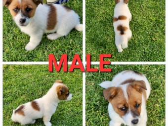 2x Jack Russell Terrier pups