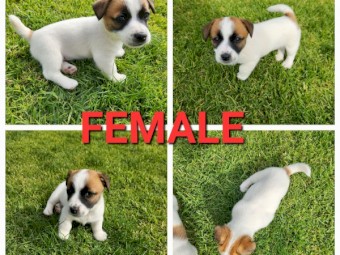 2x Jack Russell Terrier pups