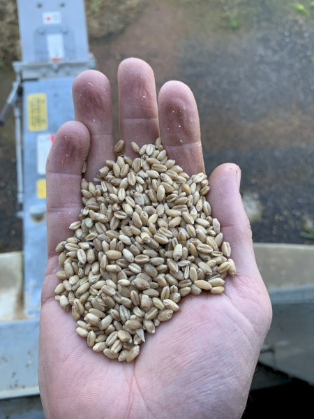 15t H2 Scepter wheat. 8t Commodus barley