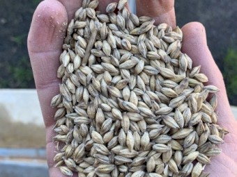 15t H2 Scepter wheat. 8t Commodus barley