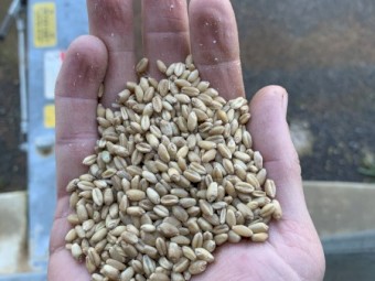 15t H2 Scepter wheat. 8t Commodus barley