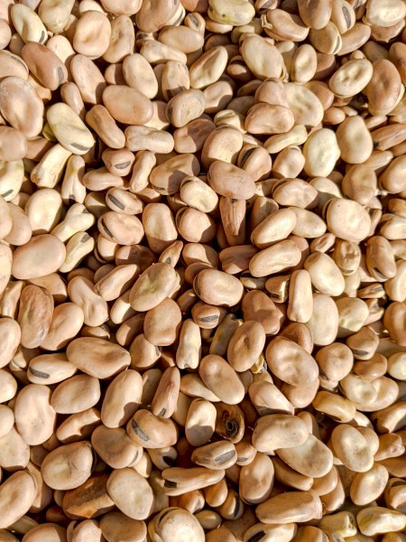 ~90mt Amberley Faba Beans