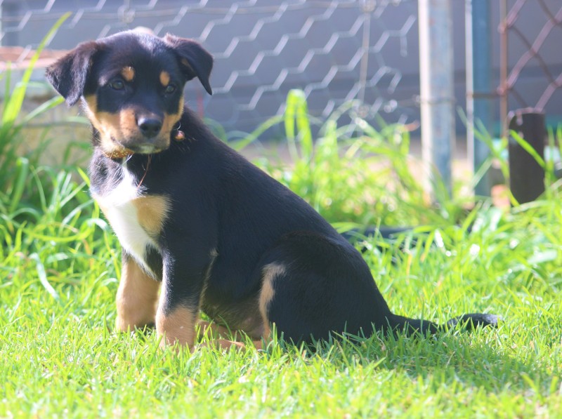 Kelpie pups for sale 