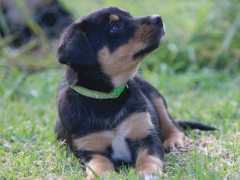 Kelpie pups for sale 