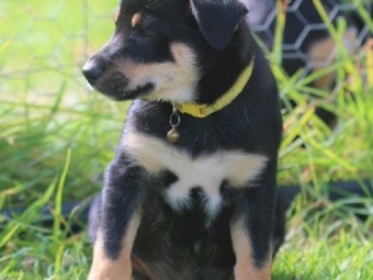 Kelpie pups for sale 