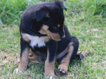 Kelpie pups for sale 