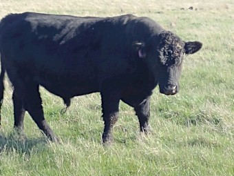 Pure Black Speckle Park Bull