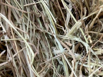 120mt Pasture Hay 8x4x3 Bales