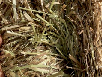 160mt Rye/Clover Hay 8x4x3 Bales