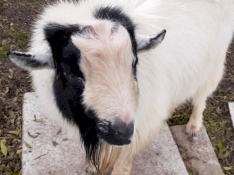 Pygmy goats