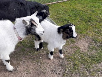 Pygmy goats