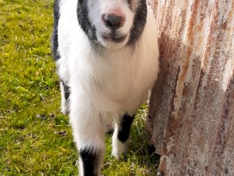 Pygmy goats