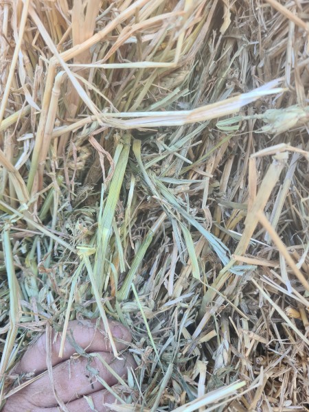680mt Wheaten Hay 680kg 8x4x3 Bales