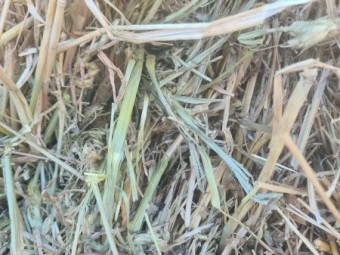 680mt Wheaten Hay 680kg 8x4x3 Bales