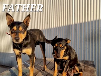Kelpie Puppies Pure Bred Working Dogs 