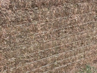 Vetch Hay 2021 Season